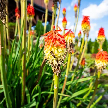 Black Lion شقة Pcim