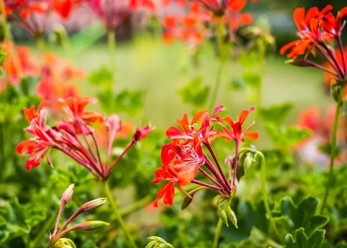 Διαμέρισμα Black Lion *