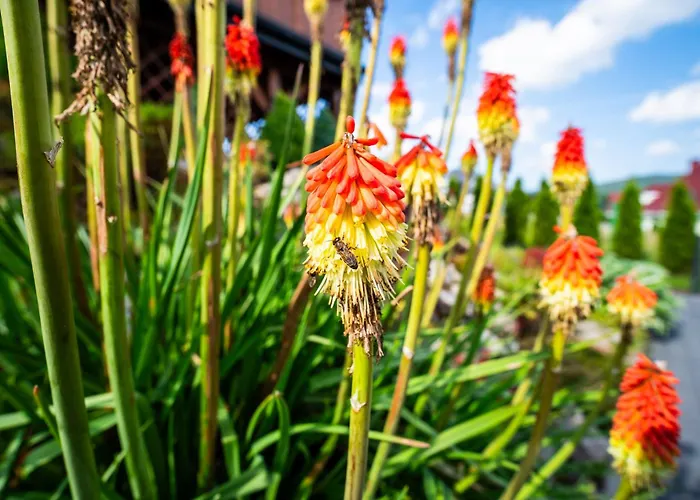 Black Lion Διαμέρισμα Pcim